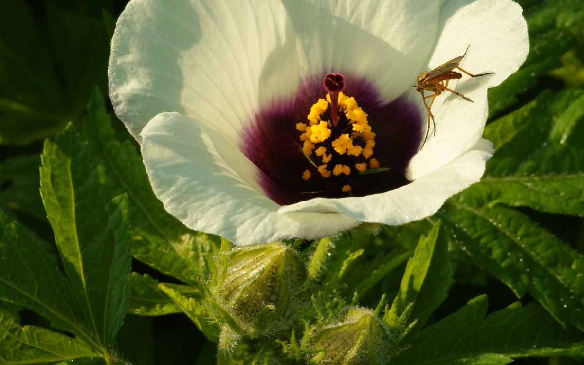 HanfHibiskus Borago